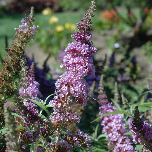 Butterfly Bush Miss Violet