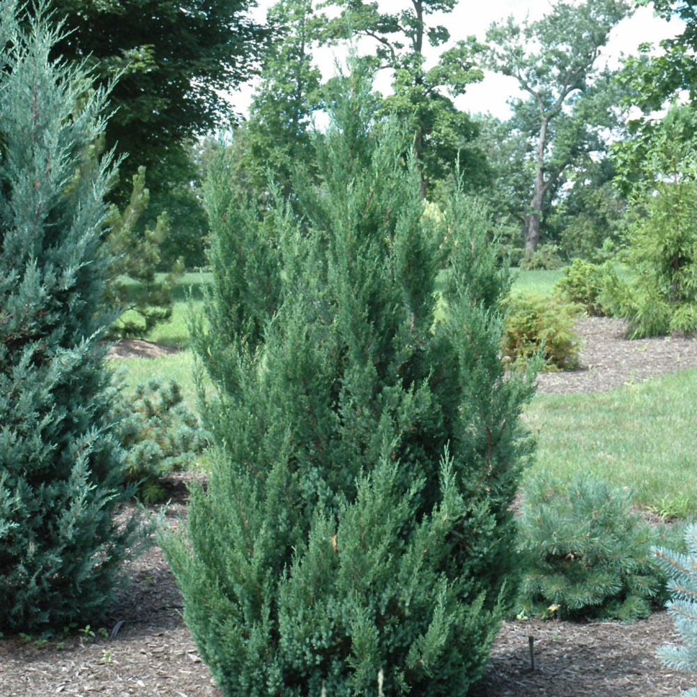 Juniper Blue Point: Elegant Evergreen Shrub – Wasson Nursery