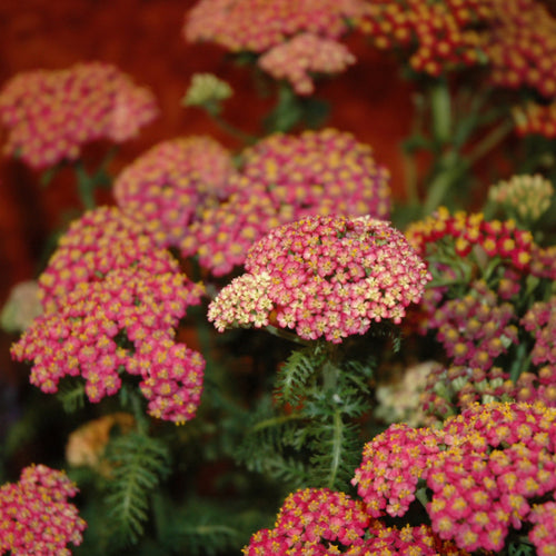 Yarrow New Vintage Rose