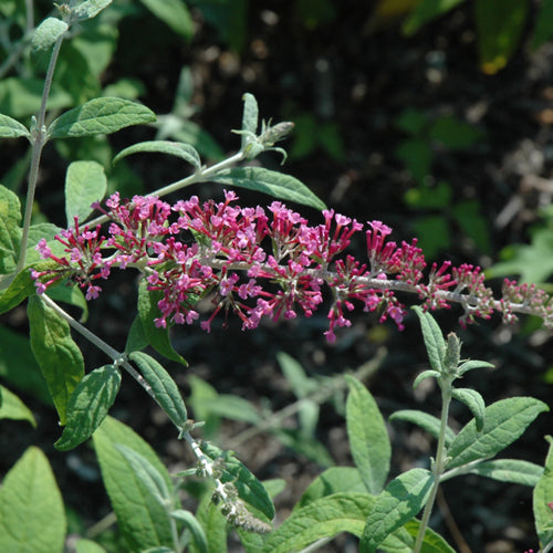 Butterfly Bush Pugster Pinker