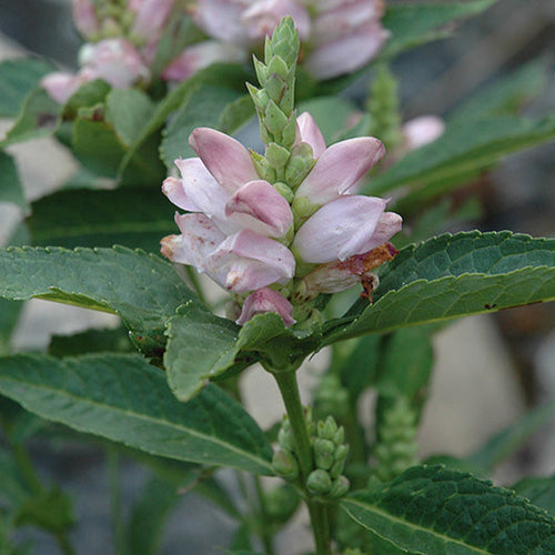 Turtlehead White