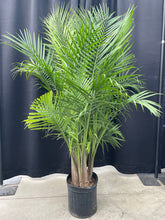 Load image into Gallery viewer, Ravenea &#39;Majesty Palm&#39;