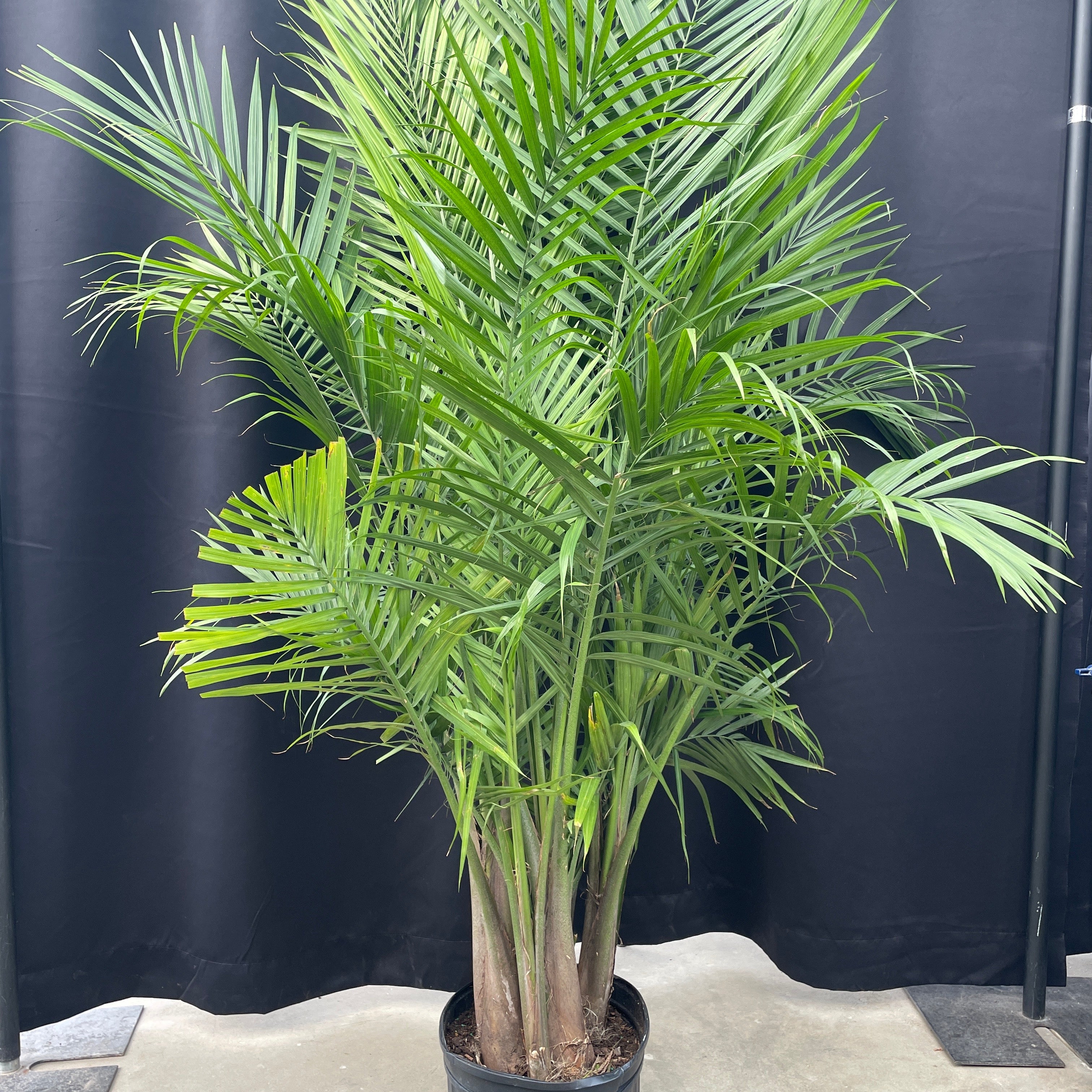 palm tree house plant Majesty Palm