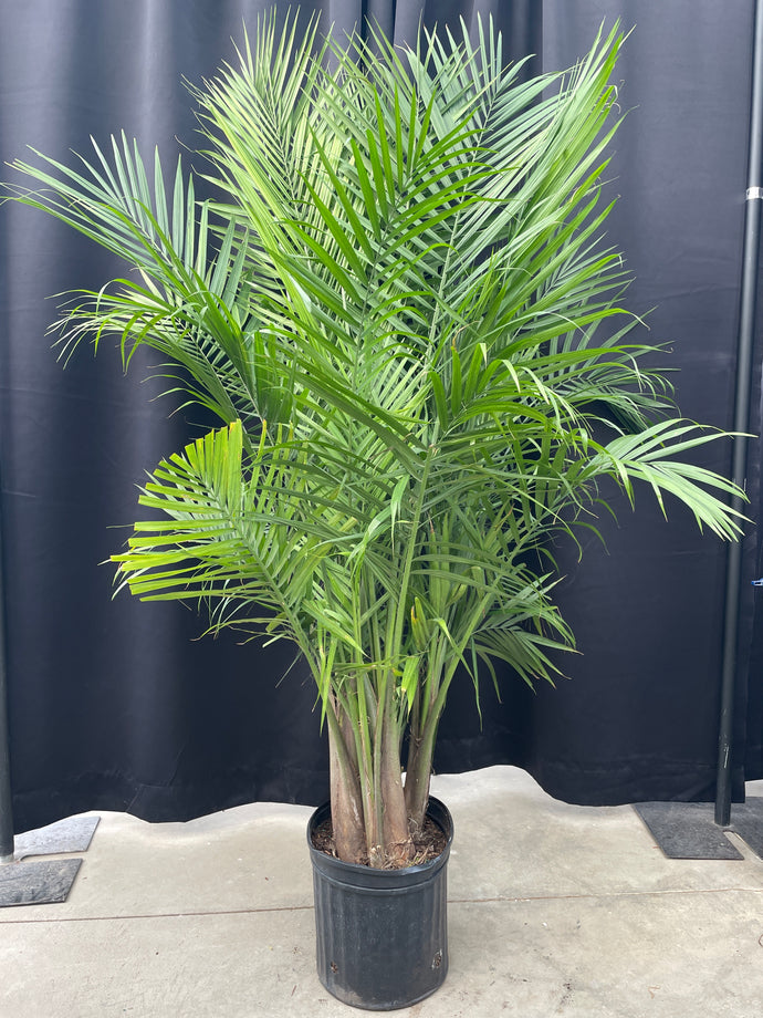 Ravenea 'Majesty Palm'