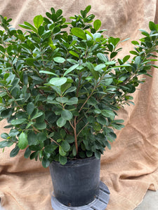 Ficus 'Daniella'