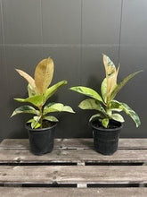 Load image into Gallery viewer, Ficus &#39;Shivereana&#39;