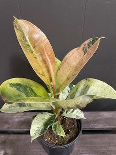 Ficus 'Shivereana'