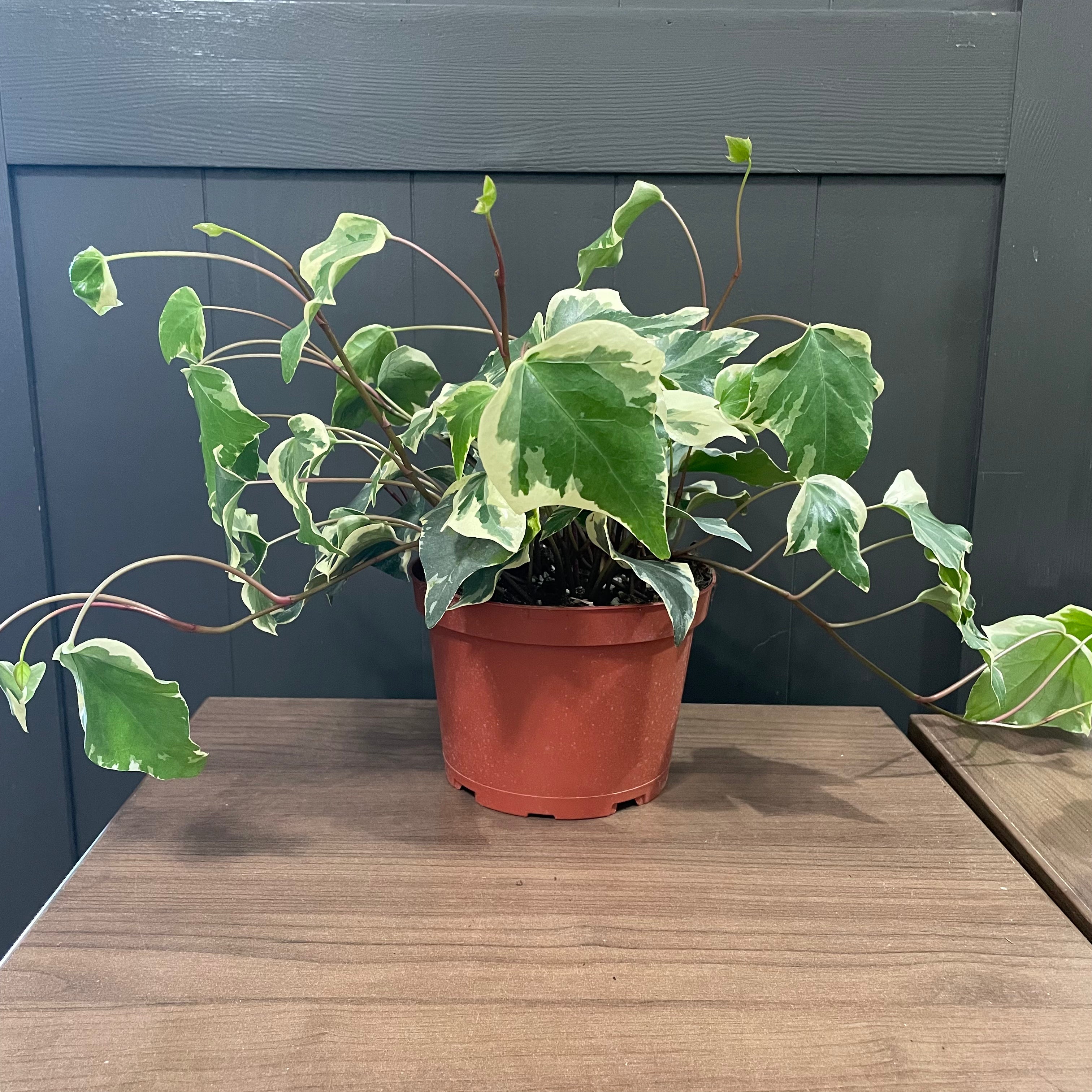 Hedera 'Marengo' Algerian Ivy – Wasson Nursery