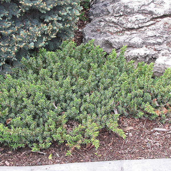 Juniper Japanese Dwarf Garden