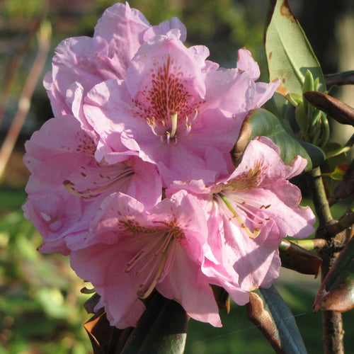 Rhododendron Black Hat