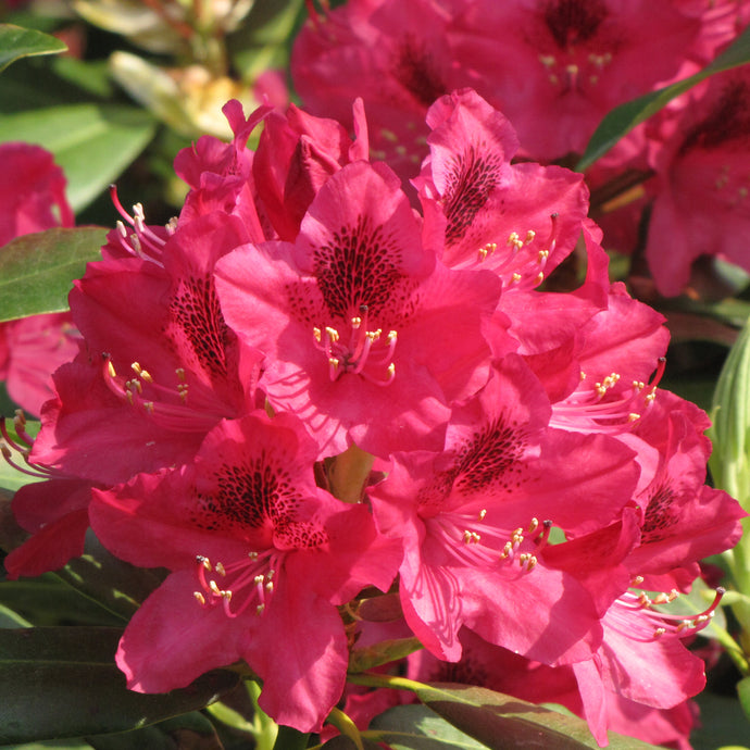 Rhododendron Nova Zembla