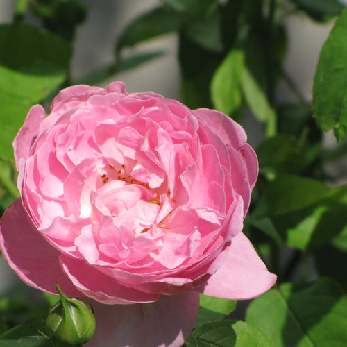 Rose Hybrid Tea Proud Land