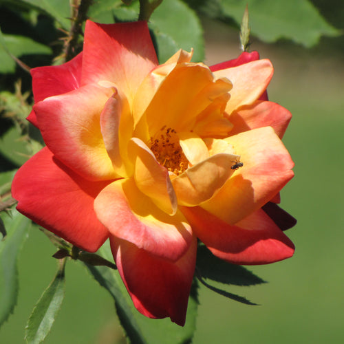 Rose Climbing Joseph's Coat