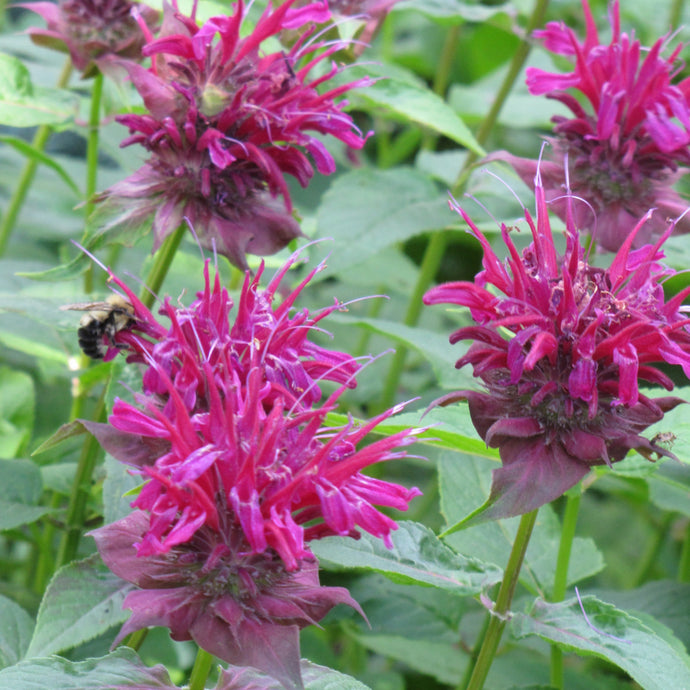 Bee Balm Raspberry Wine