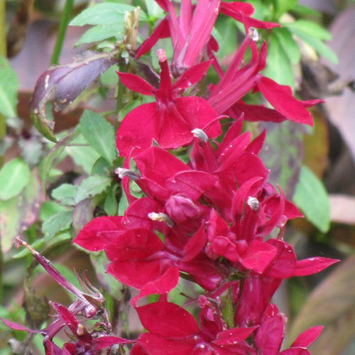 Cardinal Flower Starship Deep Rose