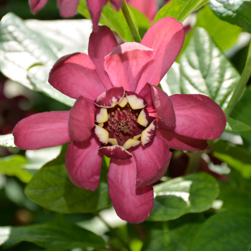 Sweetshrub Aphrodite