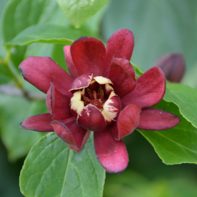 Sweetshrub Simply Scentsational