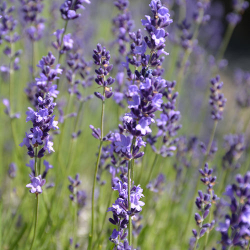 Lavender Provence