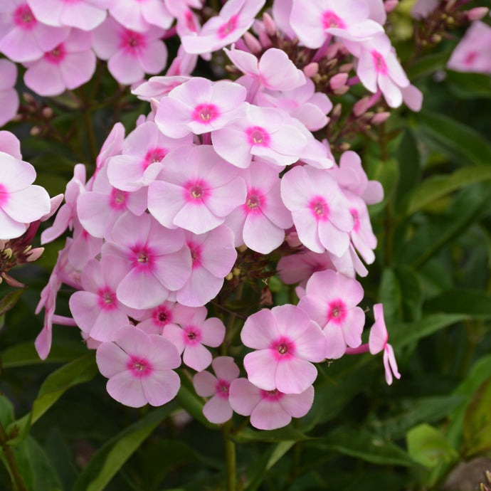 Phlox Garden Candy Store Bubblegum Pink