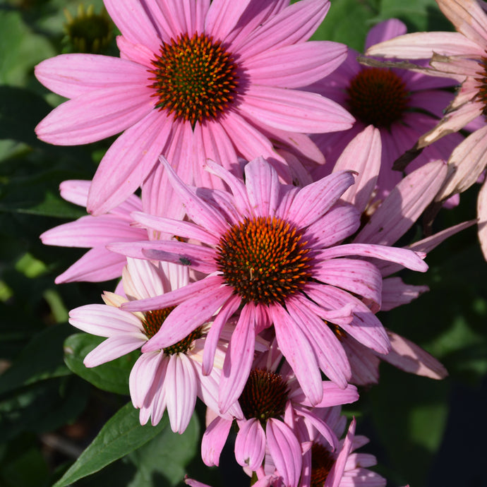 Coneflower Prairie Splendor