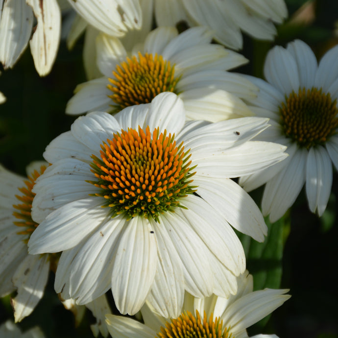 Coneflower Pow Wow White