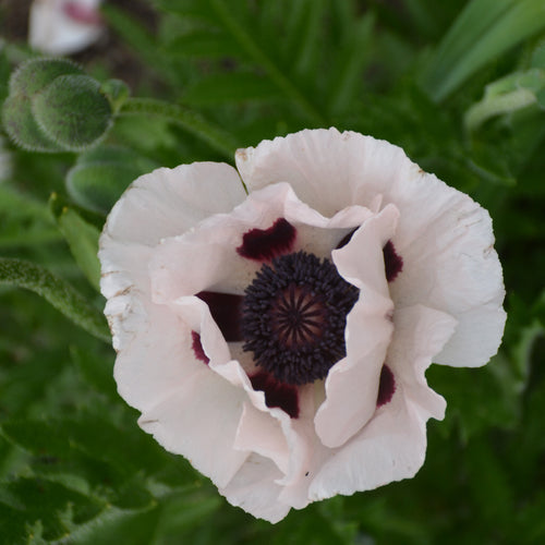 Poppy Royal Wedding