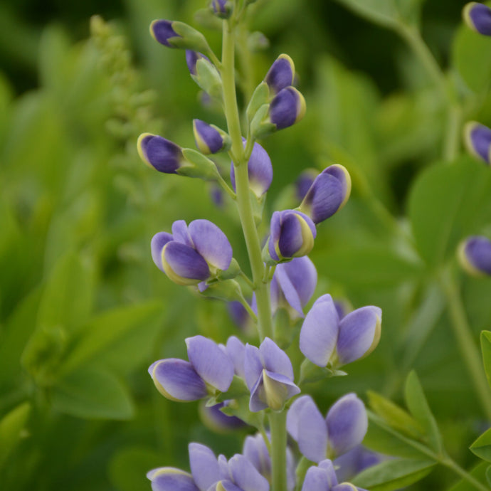 Blue False Indigo