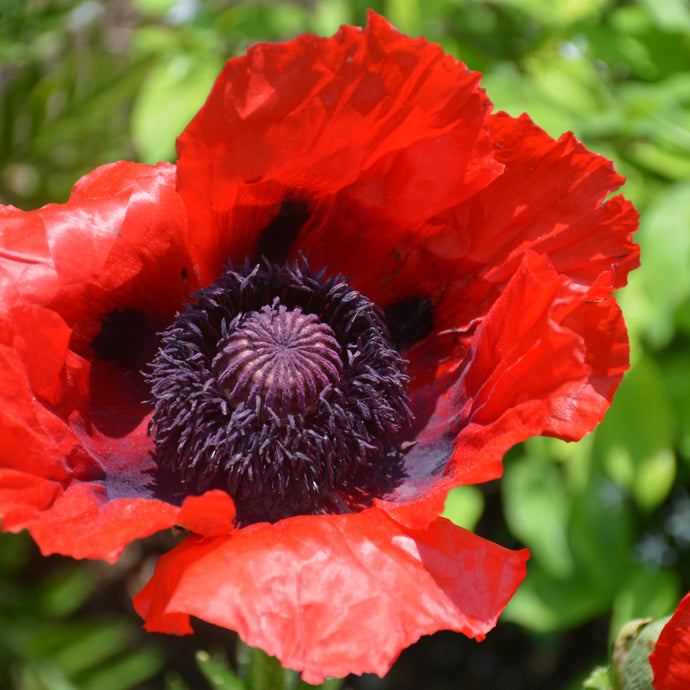 Poppy Beauty of Livermere