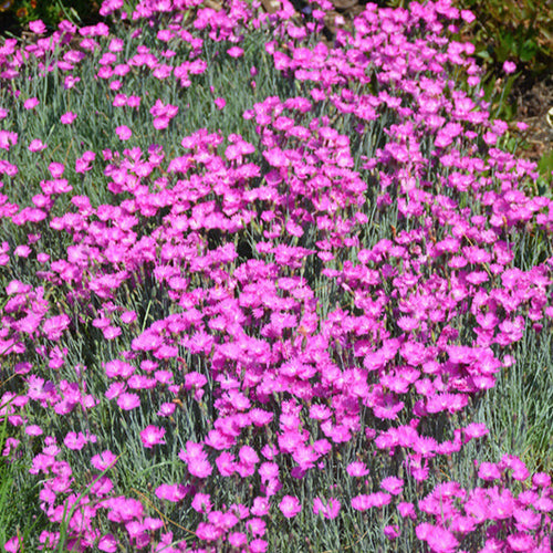 Dianthus Firewitch