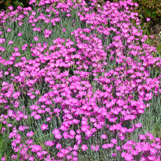 Dianthus Firewitch