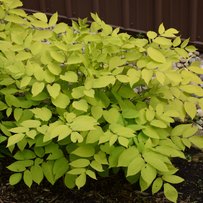 Aralia Sun King