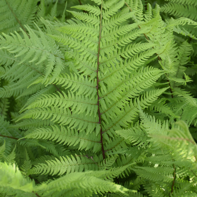 Fern Lady in Red