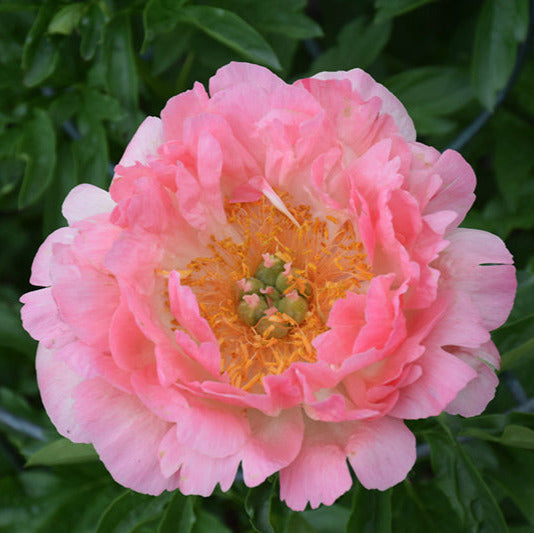 Peony Coral Sunset