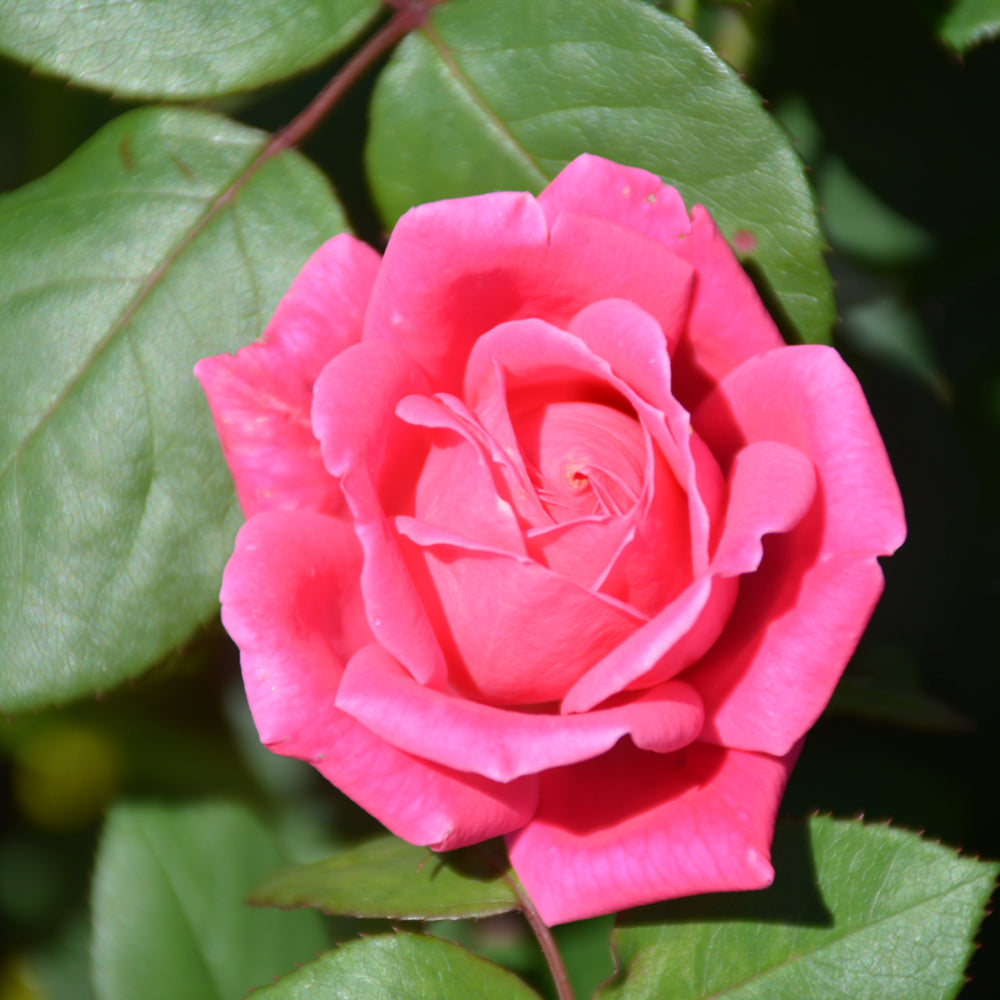 Rose KO Double Pink – Wasson Nursery