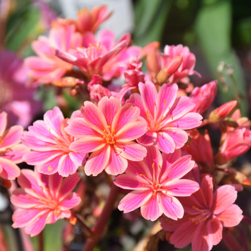 Cliff Maids Rainbow Mix