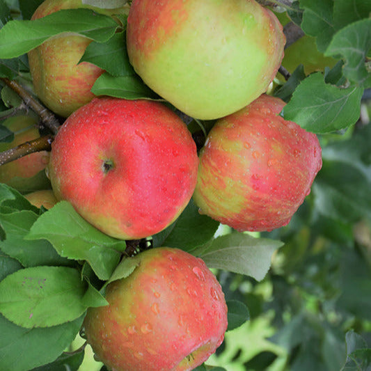 Honeycrisp apples growing on tree branch with green leaves, showing red and green coloring