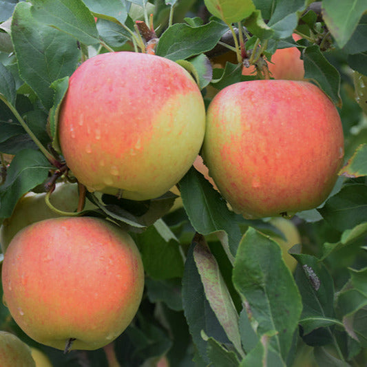 Three red and yellow Gala apples growing on tree with green leaves