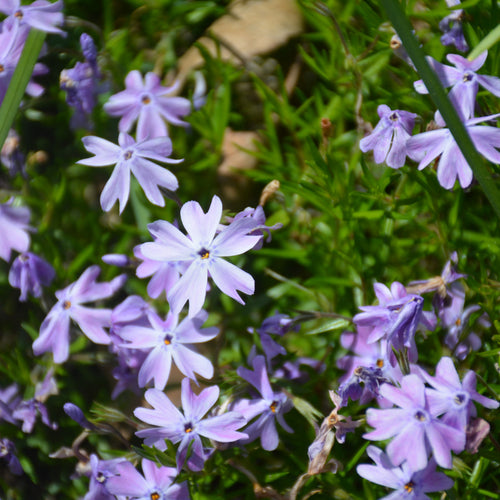 Phlox Creeping Emerald Blue