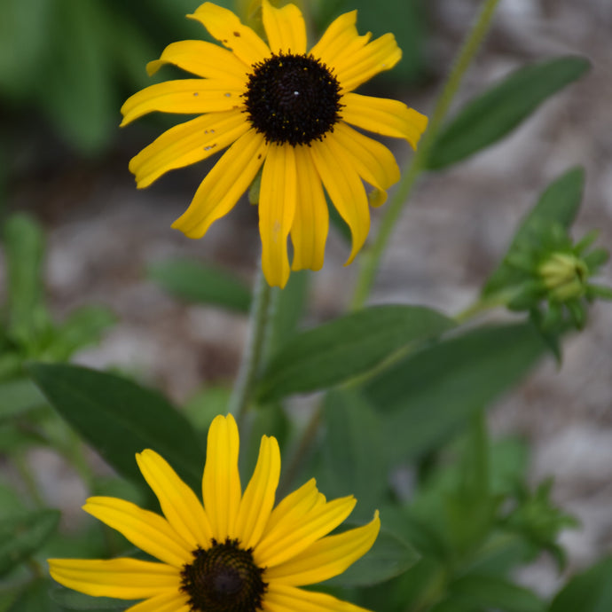 Black Eyed Susan American Gold Rush