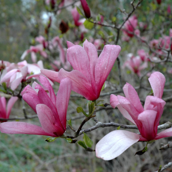 Magnolia Galaxy