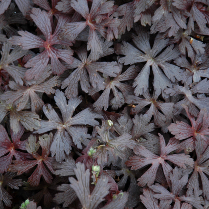 Cranesbill Espresso