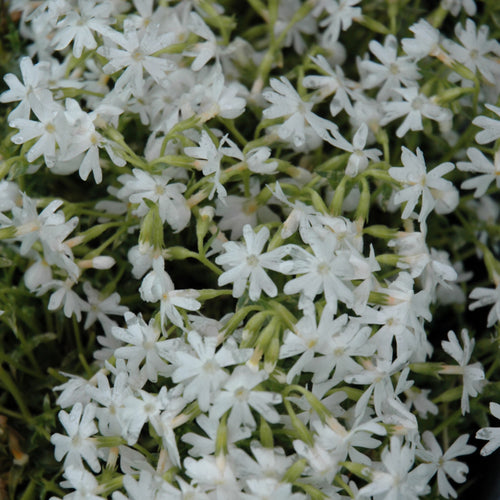 Phlox Creeping Snowflake