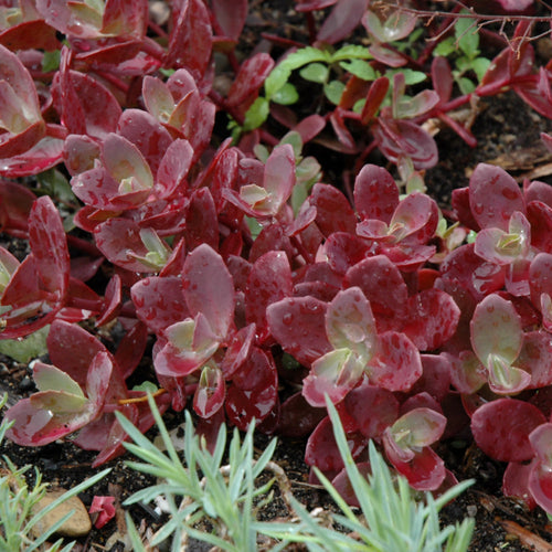 Stonecrop Sunsparkler Firecracker