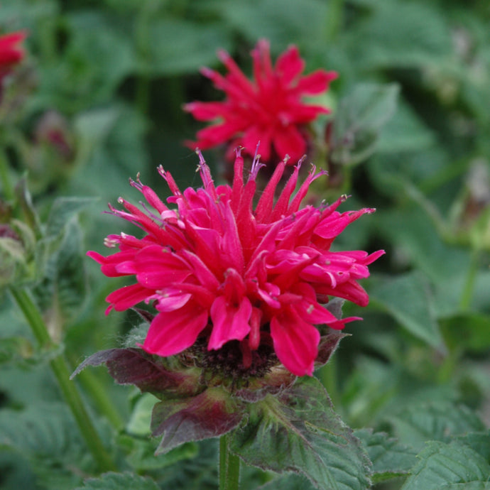 Bee Balm Sugar Buzz Grape Gumball