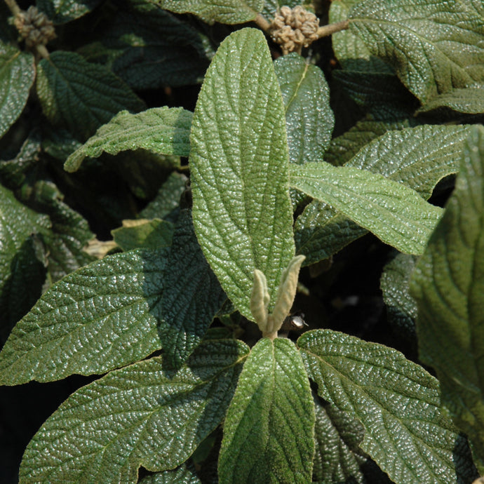 Viburnum Leatherleaf Allegheny