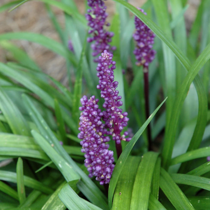 Liriope Royal Purple