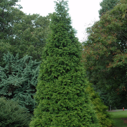 Arborvitae Green Giant