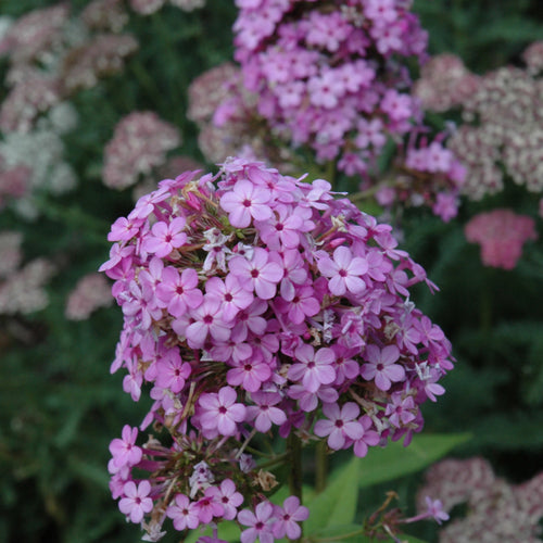 Phlox Garden Jeana