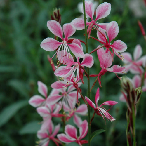 Gaura Siskiyou Pink