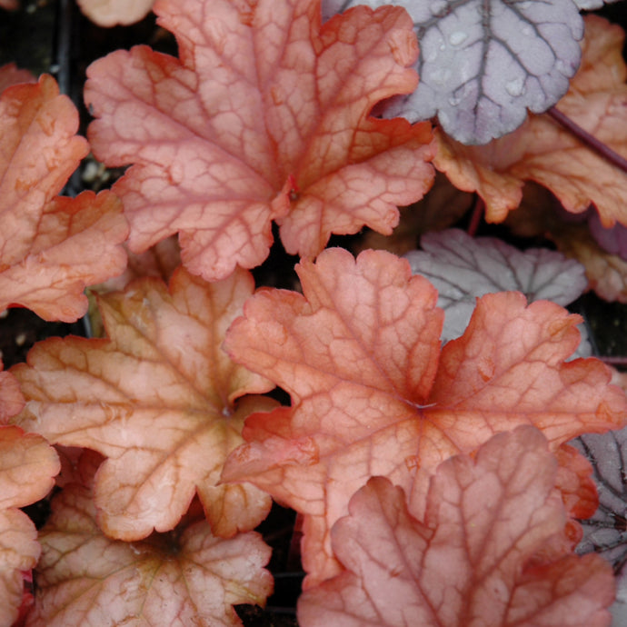 Coral Bells Paprika